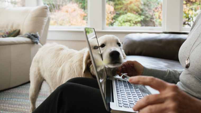 14 Ways To Keep Your Dog Busy While You're At Work  It is a lot of work keeping  dogs busy! Especially when you have to run out the door to get