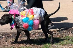 dog dressed as jelly bellies at easter dog parade in chicago's horner park