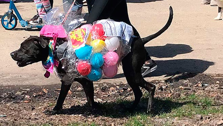 dog dressed as jelly bellies at easter dog parade in chicago's horner park