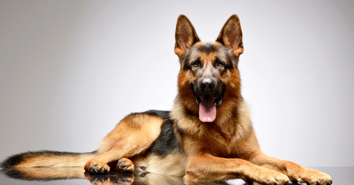 German Shepherd Dog Breed Information & Characteristics German Shepherd Dog Breed Information & Characteristics