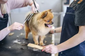 dog getting hair combed during grooming session