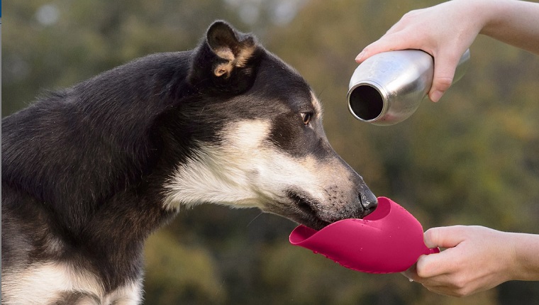 reusable dog water bottle