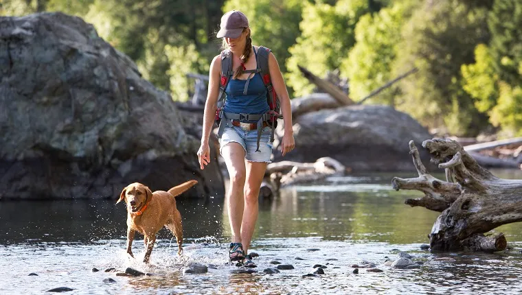 A hiker and her dog cross the shallow part of a river in the western United States. They are on a day hike and the woman is carrying a small backpack.