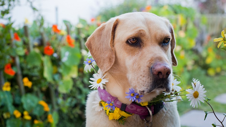 Garden Chemicals & Pets: How To Keep Your Dog Safe - DogTime