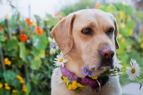 Yellow Golden Labrador decorated with daisies in a garden