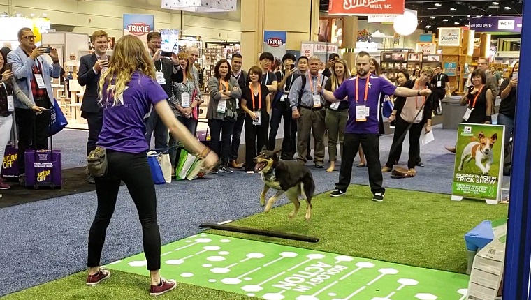 dog jumps rope at global pet expo 2019