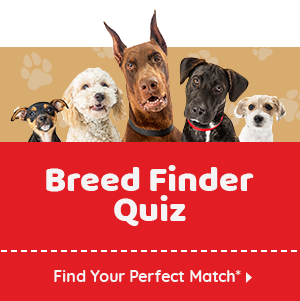 Quiz to find dog hot sale breed