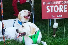 Labradors at bark in the park