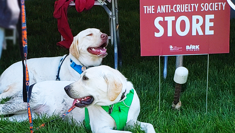 Labradors at bark in the park