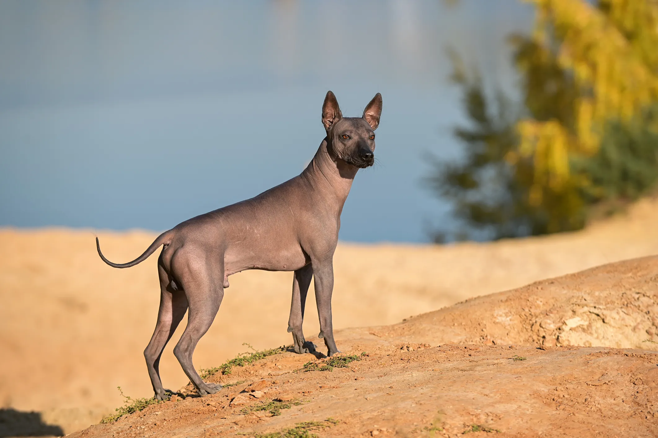 Mexican clearance shepherd dog