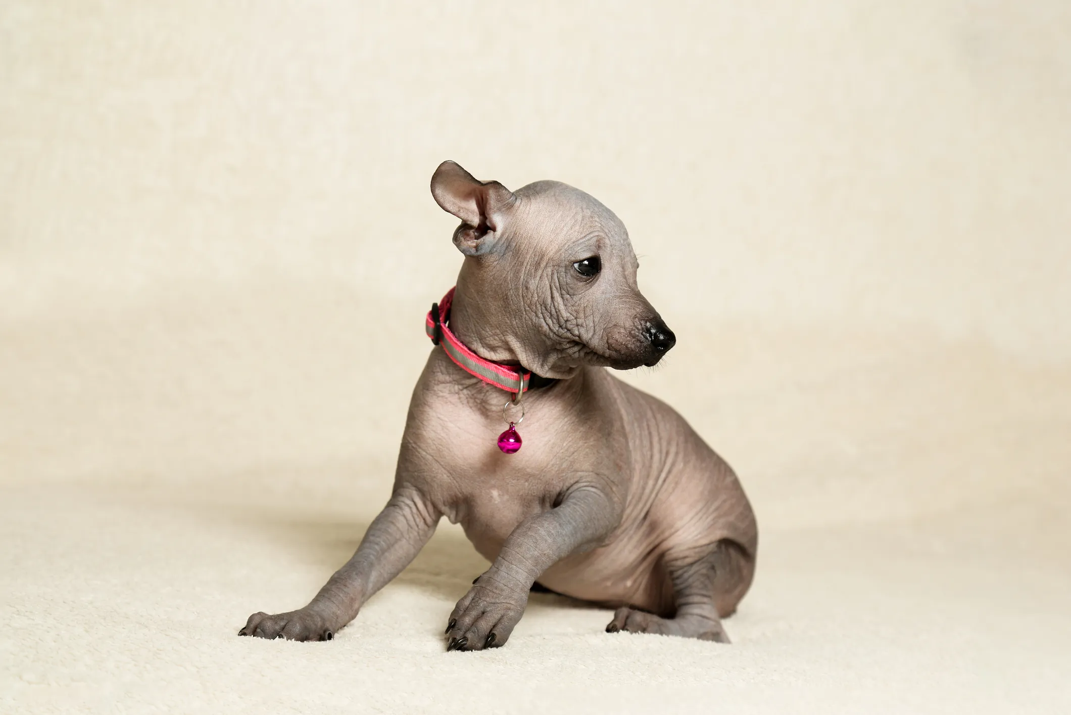 Puppy xoloitzcuintli hot sale