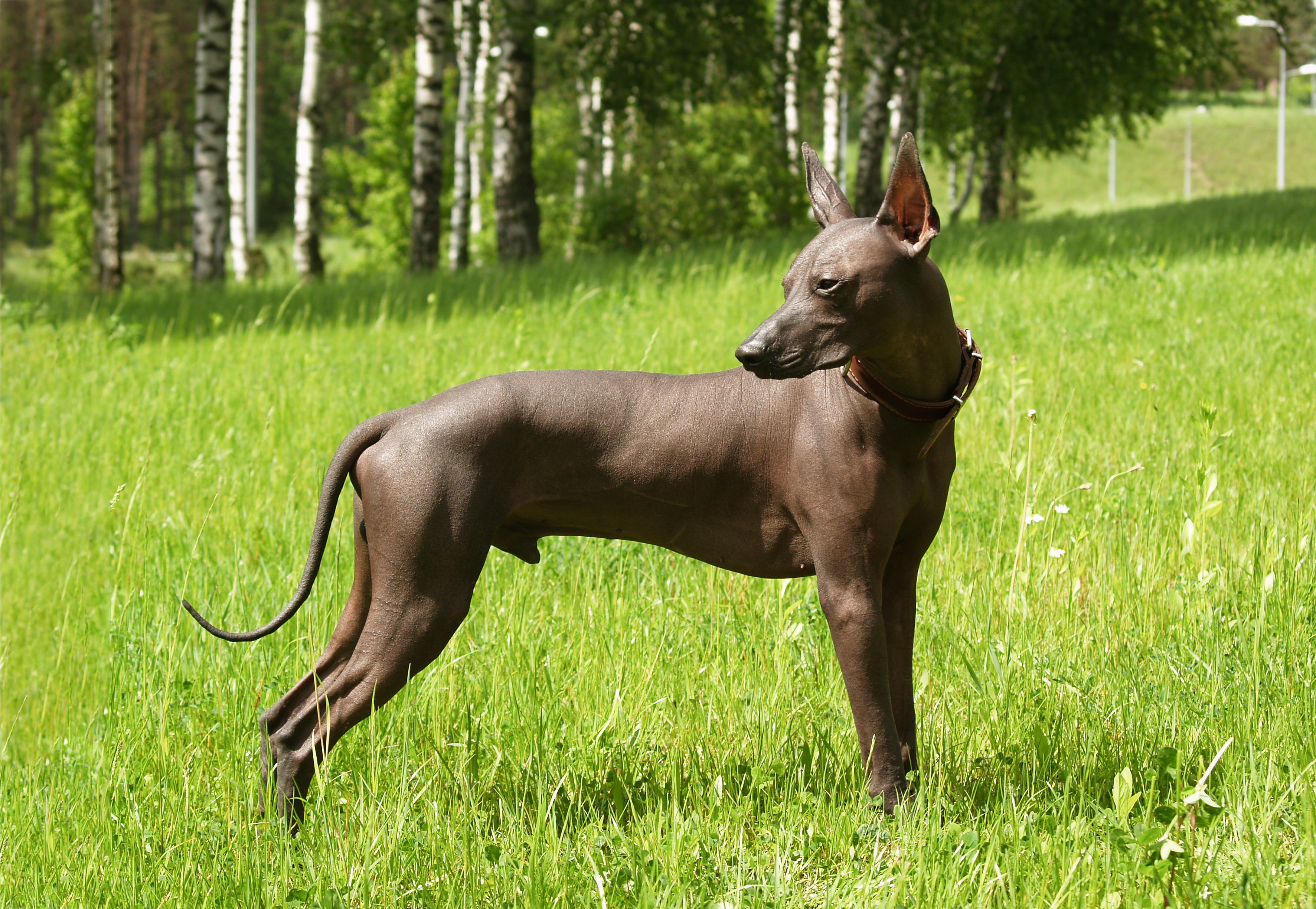 Large xoloitzcuintli clearance