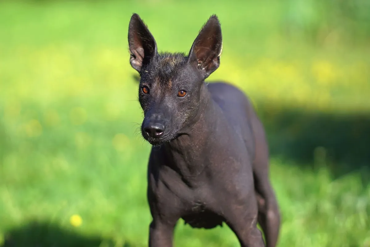 Xoloitzcuintli Dog Breed Information Characteristics