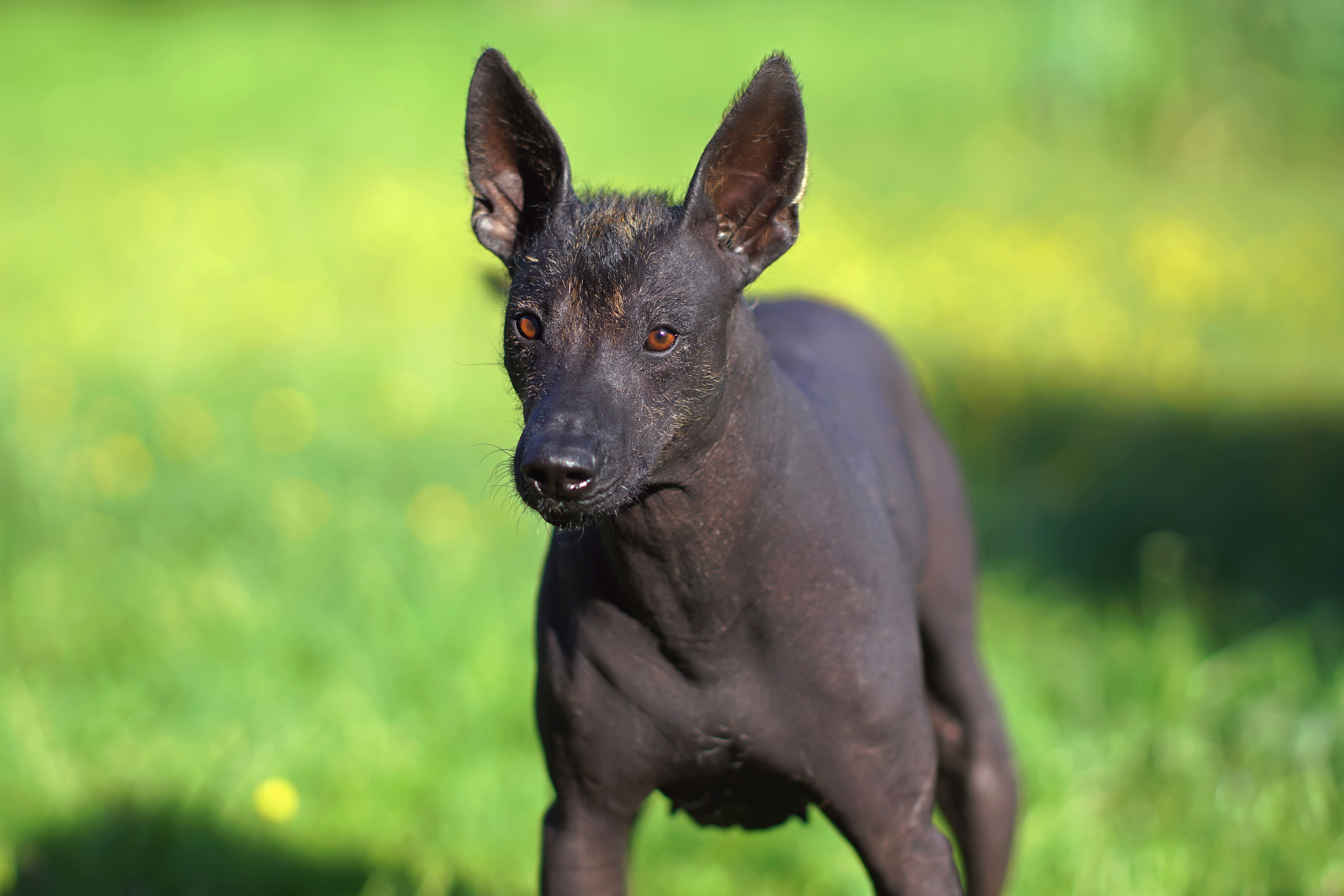 Big hairless dog best sale