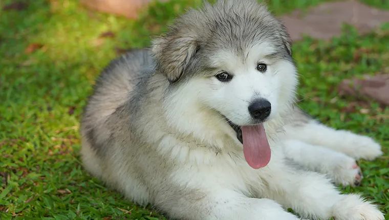 Are Alskan Malamutes Good With Babies