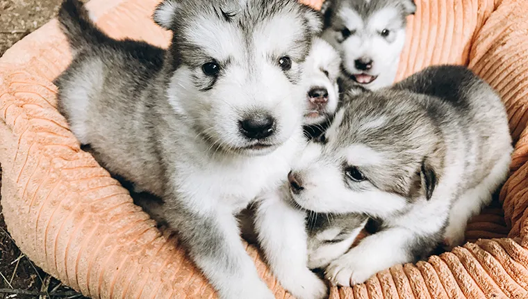 malamute puppies