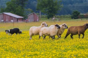 Border collie herding sheep in field of yellow Dandelions, red barn in backgrolund, near Scio, Oregon.