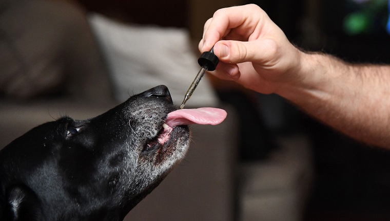 CBD Hemp Oil for Dogs: An Overview of Its Benefits and Efficacy