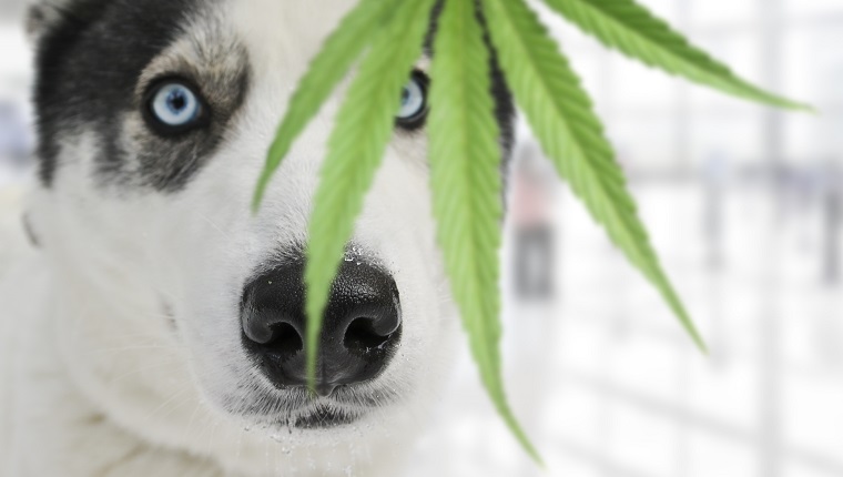 Husky dog sniffing a sheet of marijuana. Trained dog looking for drugs.