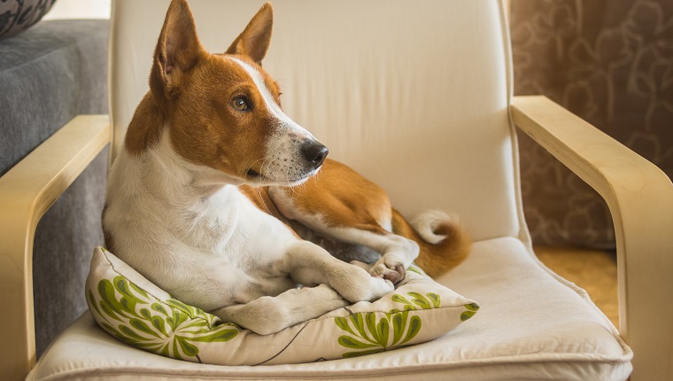 Indoor portrait of cute basenji dog having rest on its favorite place in the chair