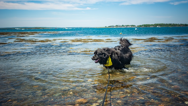 "Bear" the 2 year old Newfoundland dog enjoys playing in the ocean and cooling off in a cove in Harpswell, Maine on a warm, bright, sunny Father's Day. Deep blue sky and turquoise water in the distance.