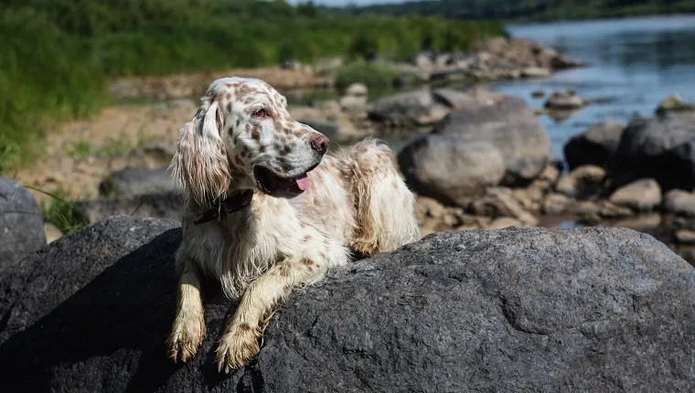Summer spotty dig dog of hunting breed - setter, laying on the huge stone on the beach on river background