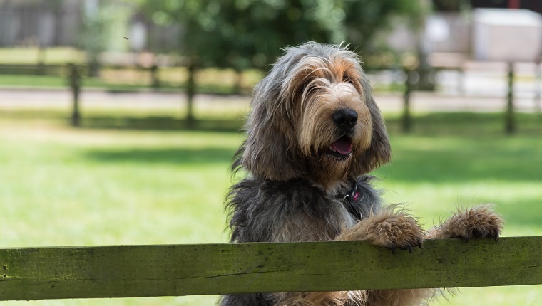 Otterhound standing with paws on top of a fence looking out