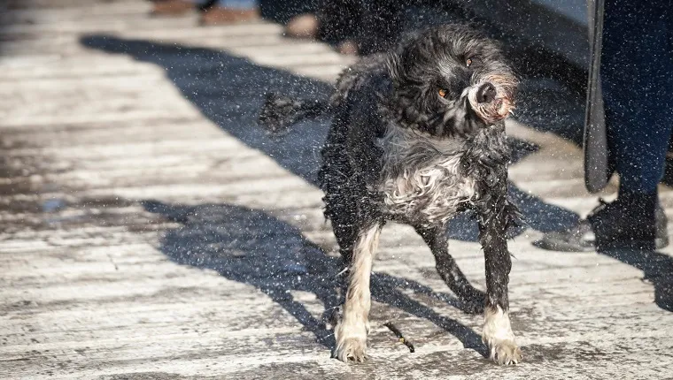After swimming a wet portuguese water dog shakes off the excess water.