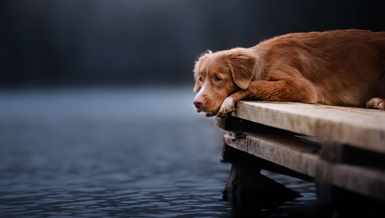 Dog On The Pier