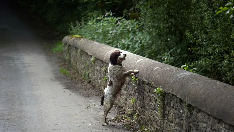 What Really Happens On The Dog Suicide Bridge In Scotland DogTime   Dog Suicide Overtoun Bridge 1 