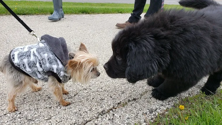 dogs met at charity walk