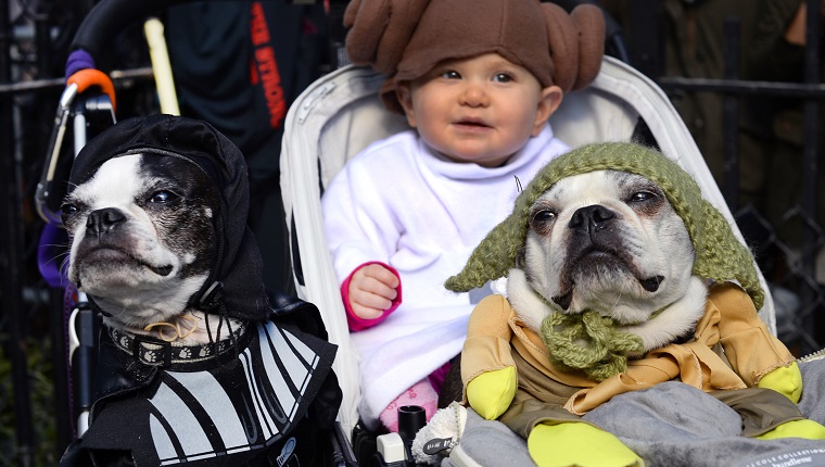 Dogs and baby dressed as characters from "Star Wars" attend the 23rd Annual Tompkins Square Halloween Dog Parade on October 26, 2013 in New York City. Thousands of spectators gather in Tompkins Square Park to watch hundreds of masquerading dogs in the countrys largest Halloween Dog Parade. AFP PHOTO / TIMOTHY CLARY