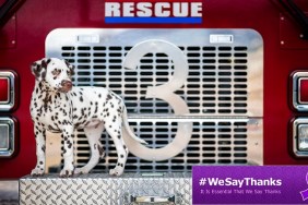 A Dalmatian Puppy sits on the front of a fire truck.