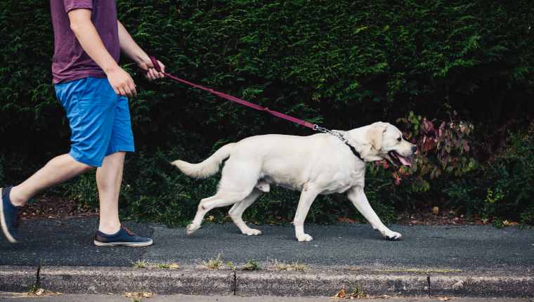 Serious Hand Injuries On The Rise Due To Misuse Of Dog Leashes ...