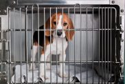 A Beagle dog in a cage at the animal shelter.