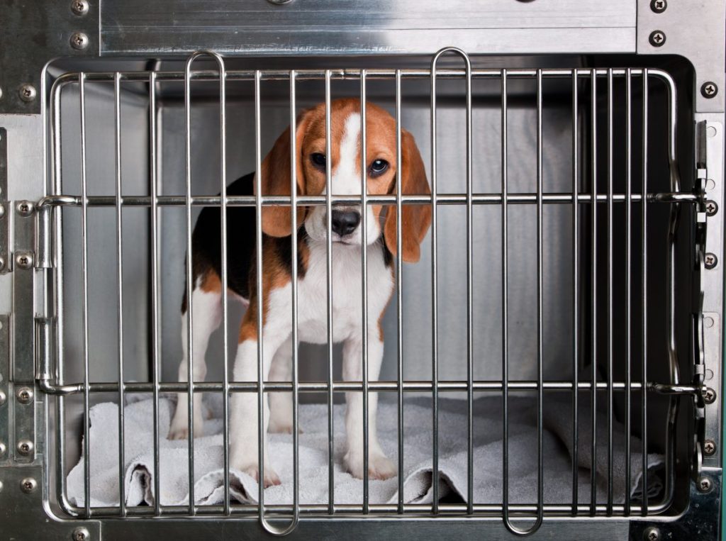 A Beagle dog in a cage at the animal shelter.