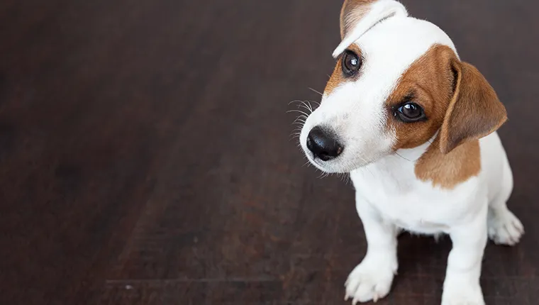 Jack Russell Terrier Puppy Pictures and Facts