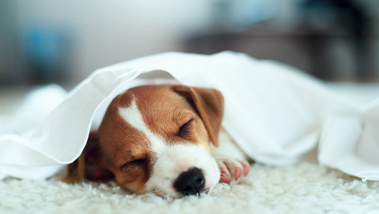 Jack russel terrier puppy sleeping on white bed. Small dog under white carpet