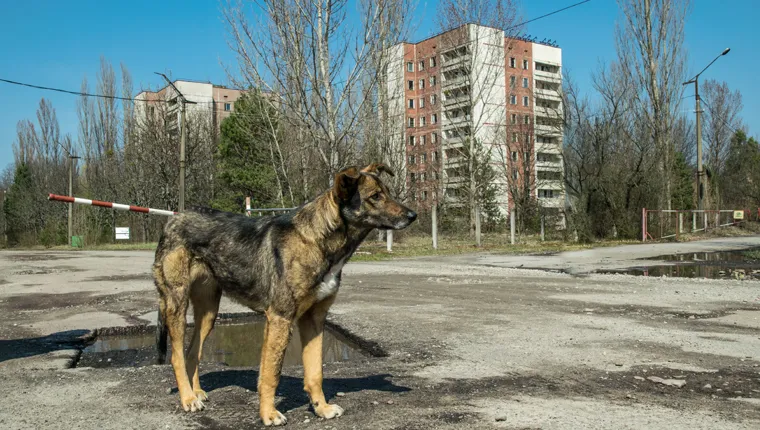 dog wandering streets of chernobyl