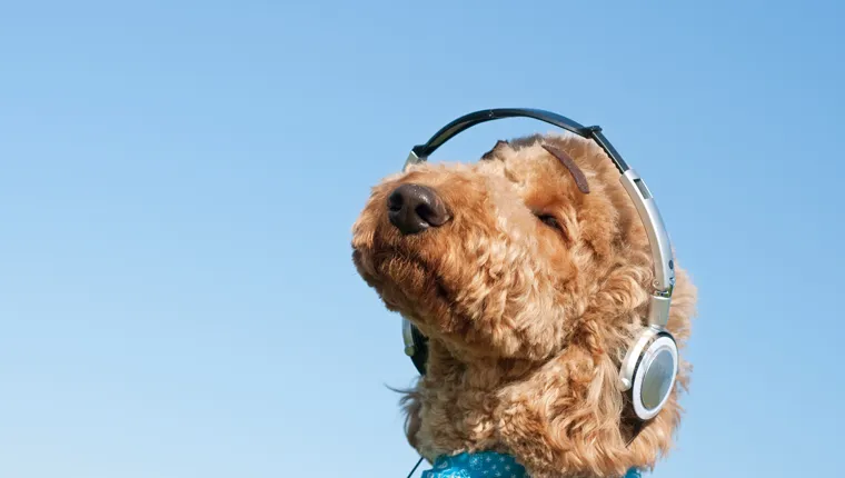 dog listening to podcasts
