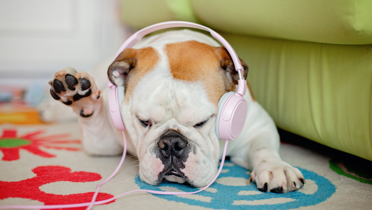 bulldog with headphones