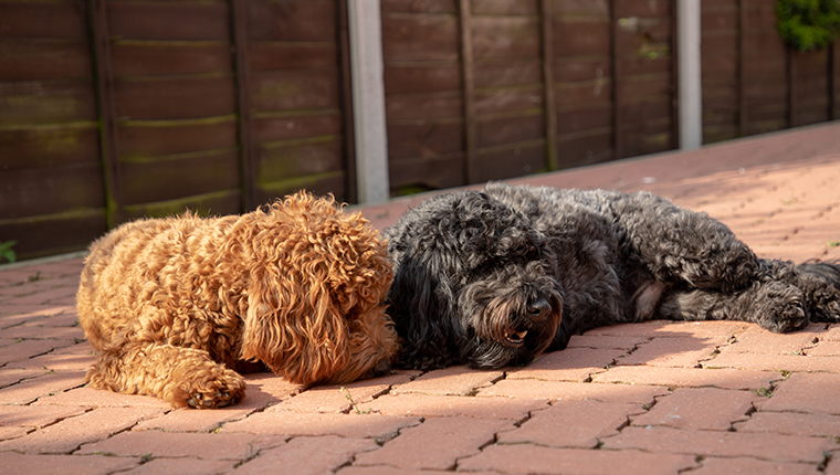 Two Cockapoo dogs
