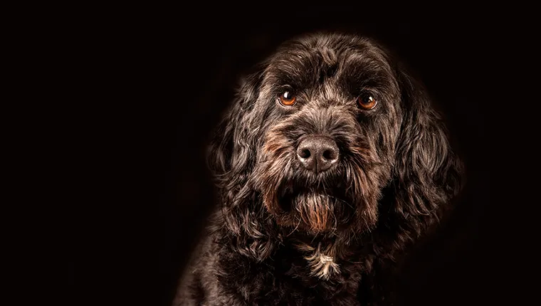 Portrait of beautiful Cockapoo dog on black background