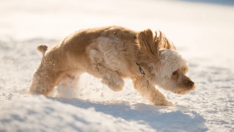 Cockapoo puppy jumping in deep snow.
