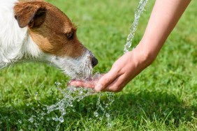 Jack Russell Terrier drinking water