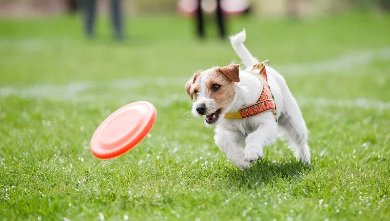 Jack best sale russell dogtime