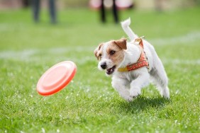 Jack Russell Terrier running on the grass after orange plastic disc