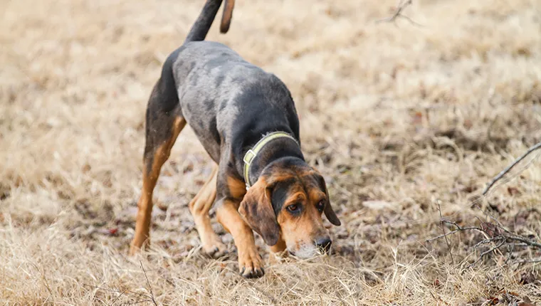 Hound dog following a scent trail, hunting dog sniffing the ground.