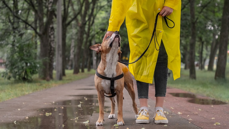 Walking the dog in yellow raincoat on rainy day. Female person and staffordshire terrier dog on a leash stand on pavement in urban park in bad weather