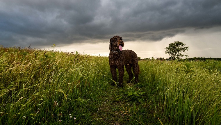 Dog Looking Away While Standing On Field Against Cloudy Sky